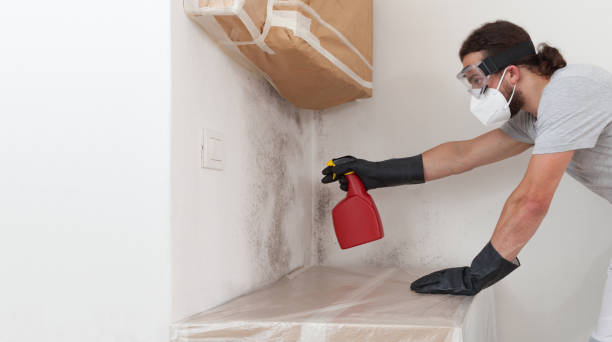 Professional Attic Mold Remediation technician working in Dallas, OR